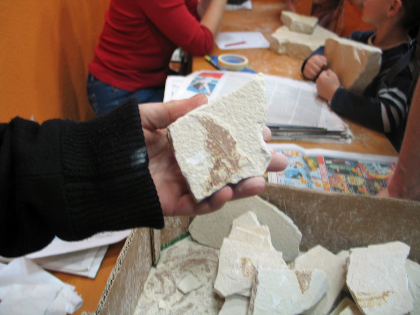 fossile fische klopfen