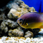 fish photo