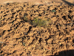 soil photo