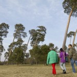 Knösel Heide_2