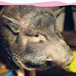 schwein1