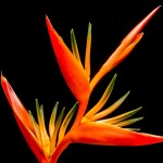 bf68906dec606a84_1280_flower