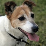 eb36b90d28f21c3e81584d04ee44408be273e7d11cb0104396f6_1280_jack-russel