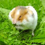 1024px-Syrian_hamster_filling_his_cheek_pouches_with_Dandelion_leaves_cropped